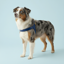 Load image into Gallery viewer, Blue Leather step-in Harness