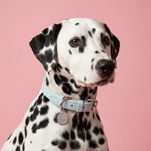Load image into Gallery viewer, Aquamarine Traditional Dog Collar