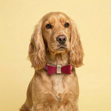 Load image into Gallery viewer, Raspberry Ripple Traditional Dog Collar
