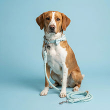 Load image into Gallery viewer, Aquamarine Traditional Leather and Rope Dog Lead

