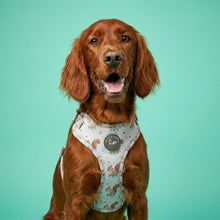 Load image into Gallery viewer, Squirrely Wuirrley Harness
