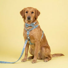 Load image into Gallery viewer, Comfy Cotton Blue Tartan Lead
