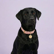 Puppy Pink Leather Traditional Dog Collar