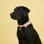Puppy Pink Leather Bow Tie