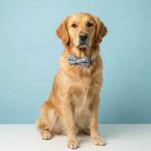 Load image into Gallery viewer, Comfy Cotton Blue Tartan Collar &amp; Bow Tie
