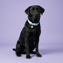 Load image into Gallery viewer, Aquamarine Traditional Dog Collar
