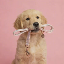 Load and play video in Gallery viewer, Comfy Cotton Candy Lead
