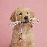 Comfy Cotton Candy Lead