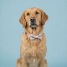 Load and play video in Gallery viewer, Comfy Cotton Candy Collar &amp; Bow Tie
