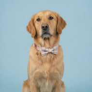 Comfy Cotton Candy Collar & Bow Tie
