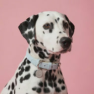 Aquamarine Traditional Dog Collar