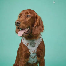 Load and play video in Gallery viewer, Squirrely Wuirrley Harness
