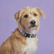 Brush Strokes Collar