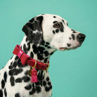 Sweetheart Leather Traditional Dog Collar